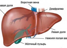 Объекты процедуры УЗИ брюшной полости