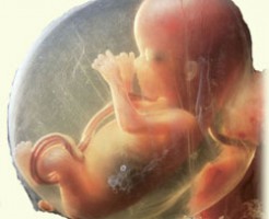 Наблюдаем развитие на фото размеров плода УЗИ на 14 неделе беременности