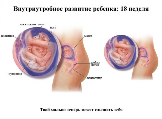 Развитие ребенка на 18 неделе беременности