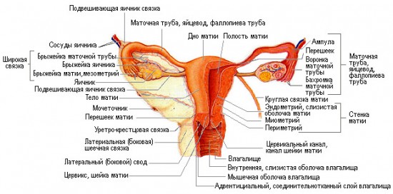 Анатомия женских детородных органов