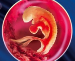 Этапы развития эмбриона, видимые на УЗИ на 5 неделе беременности
