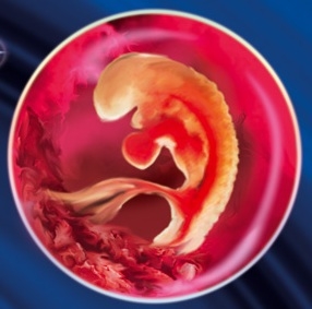 Эмбрион на 5 неделе беременности