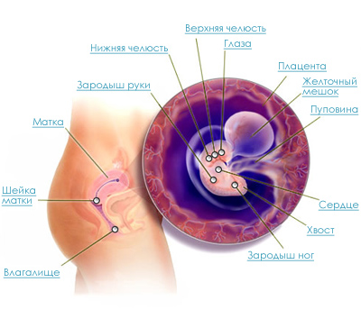 Строение эмбриона