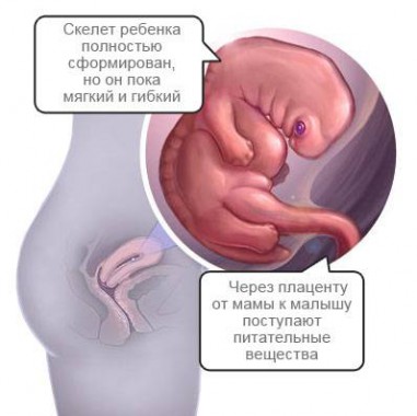 Вид эмбриона