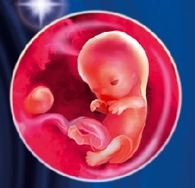 Вид эмбриона