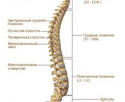 Причины болей в спине на МРТ позвоночника