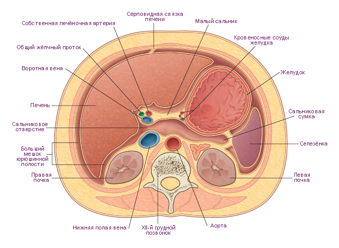 Забрюшинное пространство схема