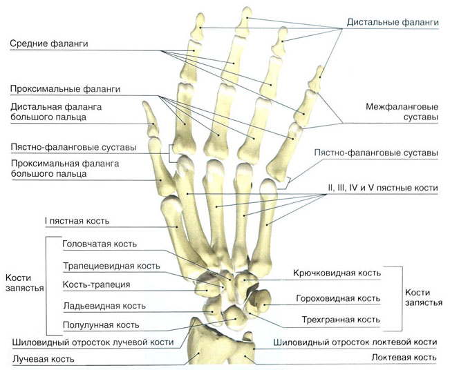 Кисть руки анатомия строение костей рисунок