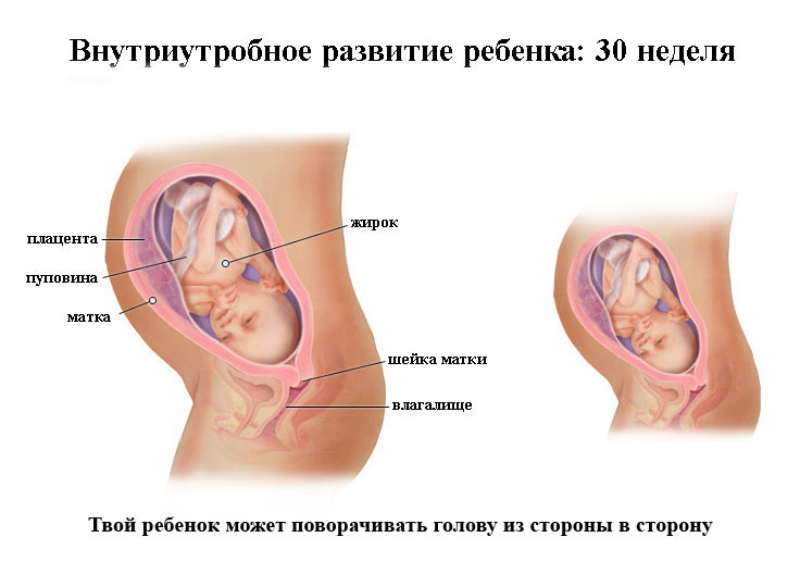 Боли живота на 30 неделе. Плод на 30 неделе беременности. Ребёнок на 30 неделе беременности в животе. 30 Недель беременности развитие плода. Положение ребенка в 30 недель беременности.