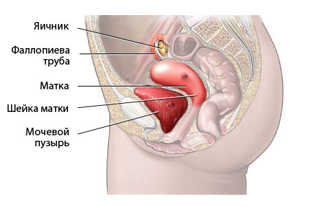 Женские органы малого таза