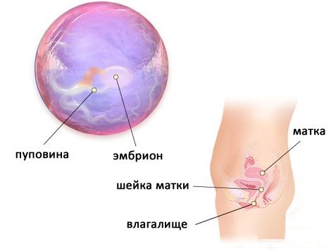 Состояние эмбриона на 4 неделе