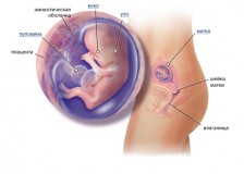Нормы УЗИ скрининга на 12 неделе беременности