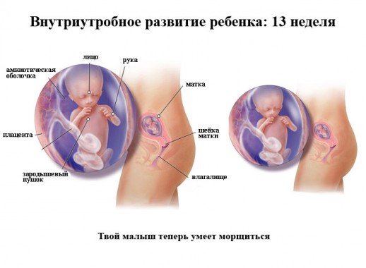 Развитие ребенка на 13 неделе беременности