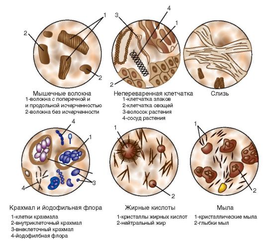 Состав биоматериалов кишечника