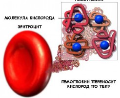 Явление анизохромии в общем анализе крови