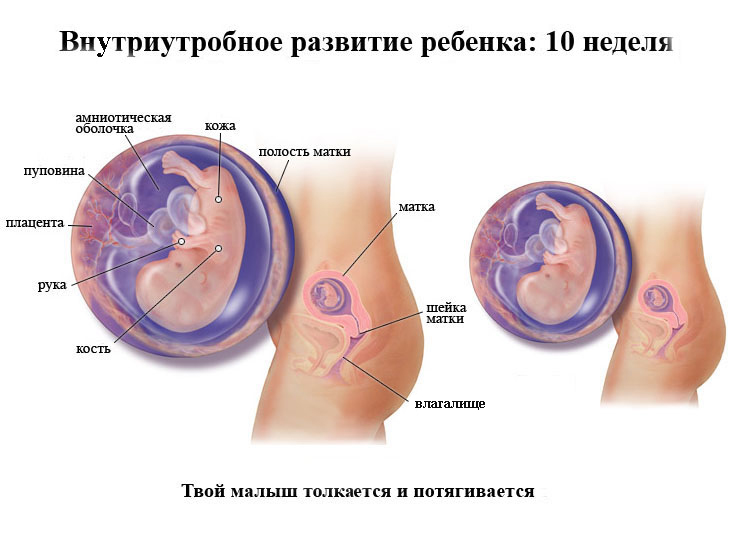Беременность 10 недель развитие плода фото размеры