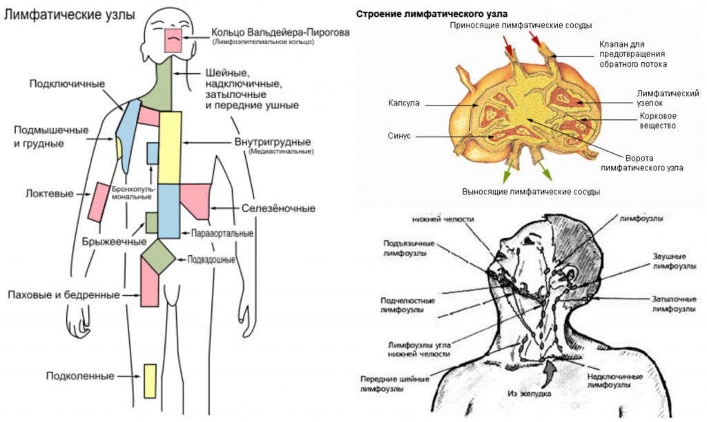 Узи лимфоузлов фото