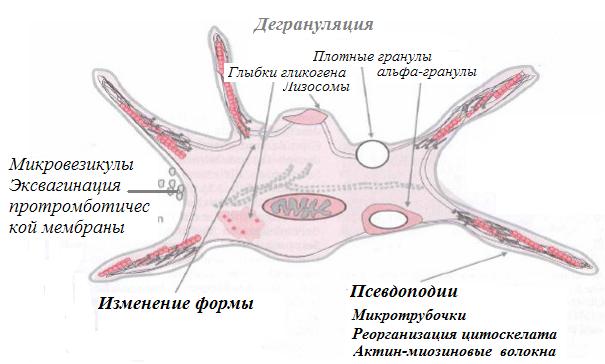 Клетка тромбоцит