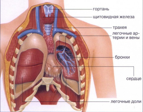Органы грудной полости