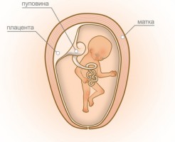 Особенности развития плода на УЗИ к 16 неделе беременности
