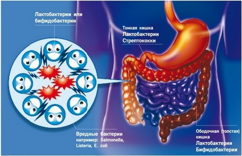 Причины дисбактериоза кишечника