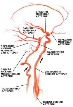 Артерии мозга и шеи