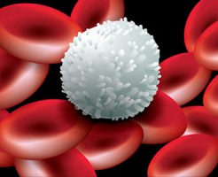 Обнаружение патологий на общем анализе крови с лейкоцитарной формулой