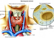 Показатели анализа крови на гормоны щитовидной железы
