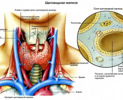 Показатели анализа крови на гормоны щитовидной железы