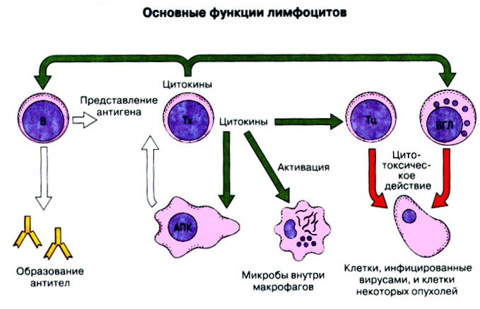 Основные функции лимфоцитов