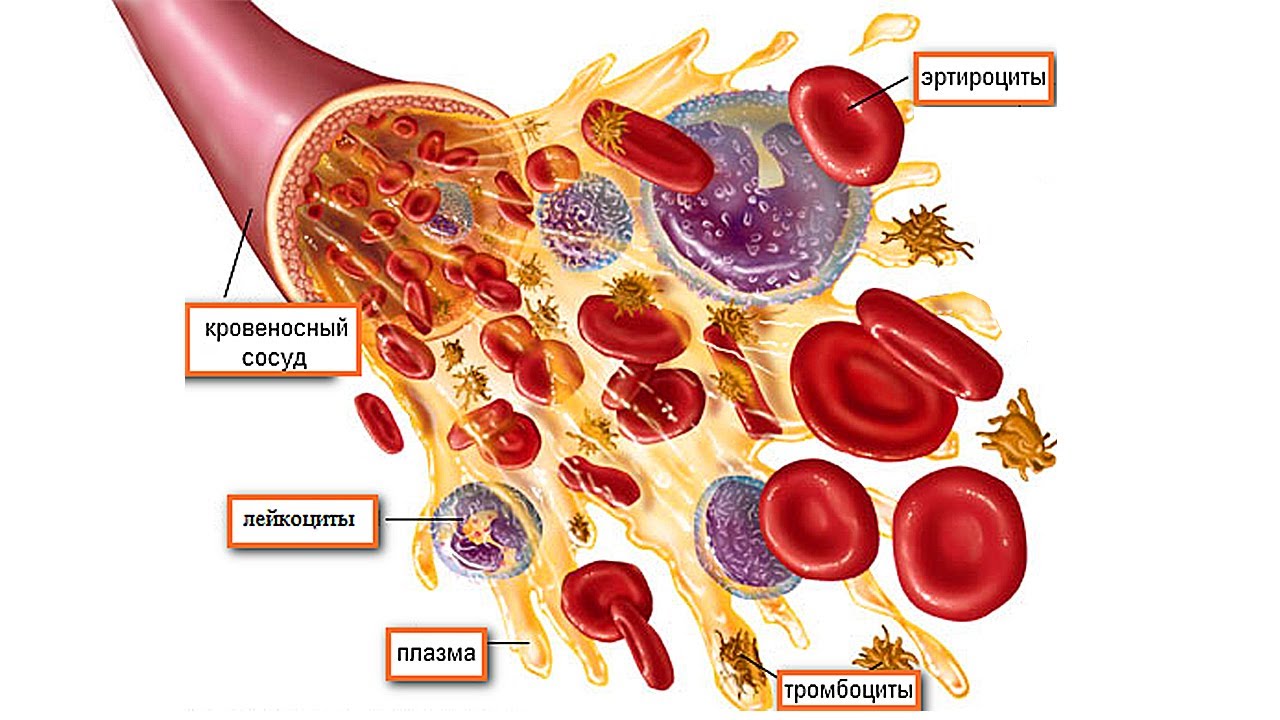Частицы крови