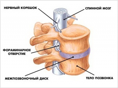 Анатомия позвоночника