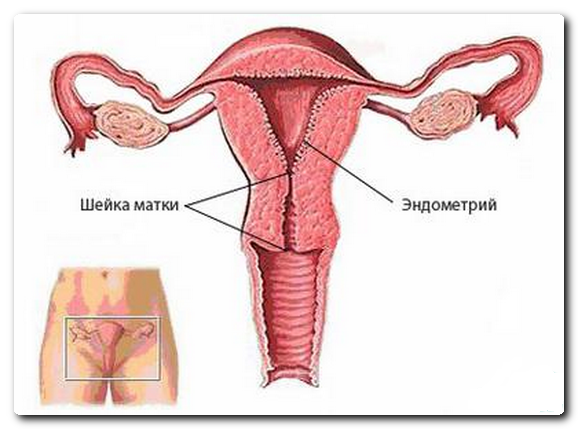 Анатомия матки