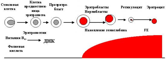 Нормобласты в крови картинки