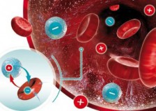 Биохимия и нормы общего анализа крови