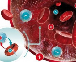 Биохимия и нормы общего анализа крови