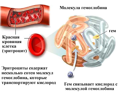 Гемоглобин в эритроците