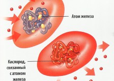 Причины повышения МСНС в анализе крови