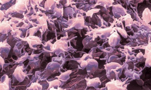 Тромбоциты - безъядерные клетки