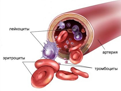 Клеточный состав крови