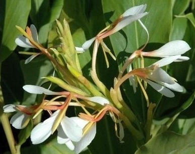Растение Капур качари