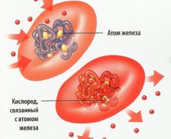 Функции и виды гемоглобина в организме человека