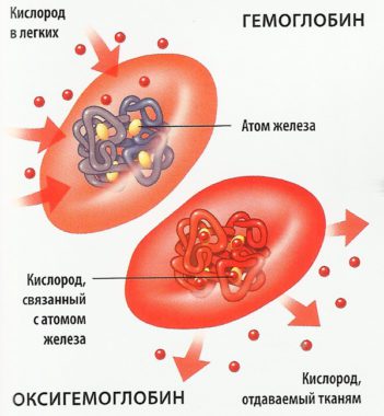 Перенос кислорода эритроцитами