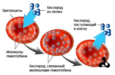 Эритроциты с гемоглобином