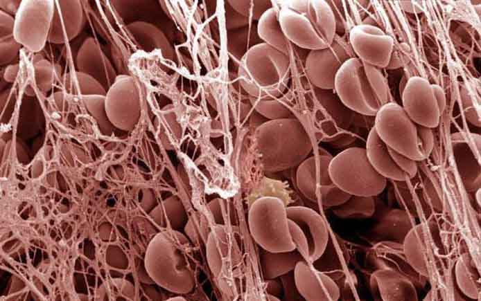 Прикрепление спермиев к клеткам эпителия