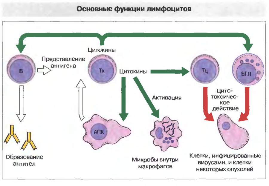 Б лимфоциты фото