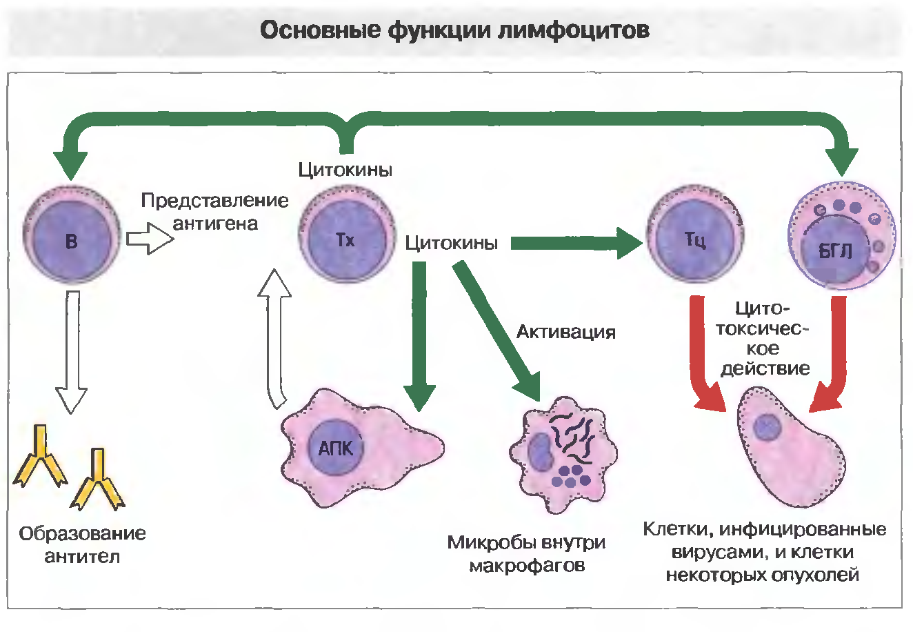 Роль главных клеток