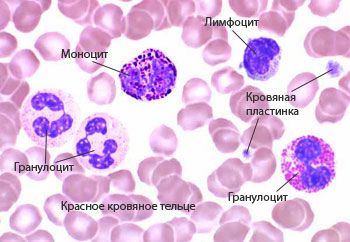 Отличия клеток крови