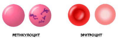 Что такое ретикулоциты в анализе крови повышены thumbnail