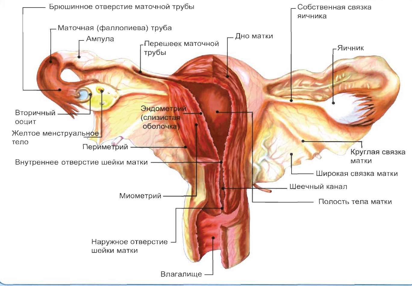Женская половая труба. Строение матки с придатками. Внутреннее Анатомическое отверстие матки. Маточная труба внутреннее строение. Строение матки и придатков анатомия.